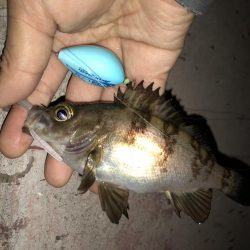 こりゃまた炉利やな。