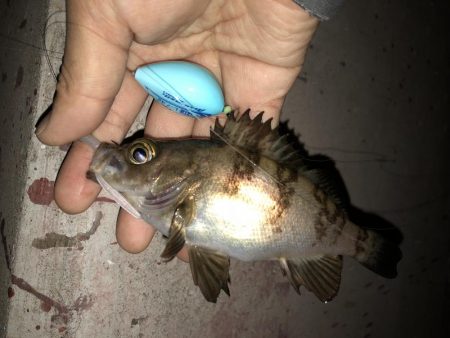 こりゃまた炉利やな。