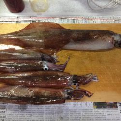 複数釣果&最高サイズ