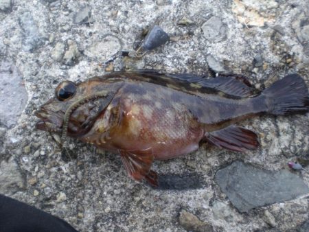 アイナメ見れた