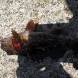 アオイソメでチョイ投げ