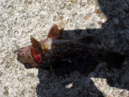 アオイソメでチョイ投げ