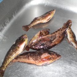 昨日に引き続き