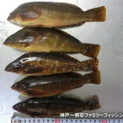 花見カレイがやっと来た