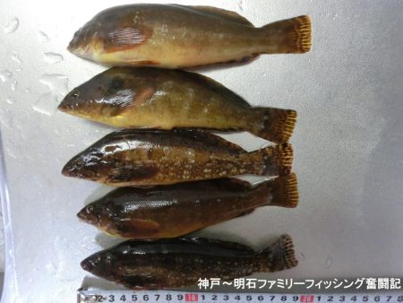 花見カレイがやっと来た