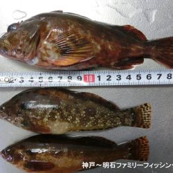 根魚絶好調