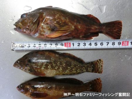 根魚絶好調