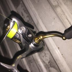 プラッキングの時期？