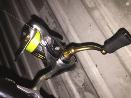 プラッキングの時期？