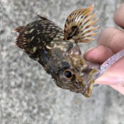 マイクロベイトパターンにはシラスカラー!!