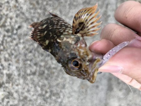 マイクロベイトパターンにはシラスカラー!!