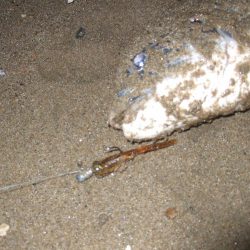 2018 キビレ調査NO、4