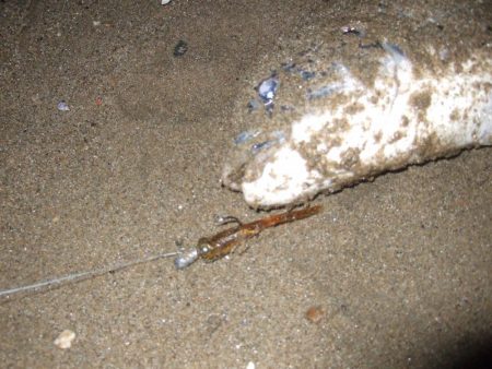 2018 キビレ調査NO、4