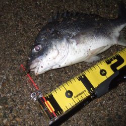 ２０１８ キビレ調査NO、６