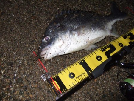 ２０１８ キビレ調査NO、６