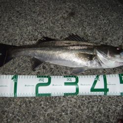 ボイルはなくても、バチは見えなくても＼(^o^)／