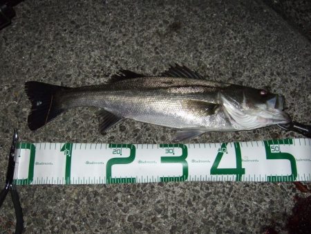 ボイルはなくても、バチは見えなくても＼(^o^)／