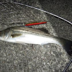 面目保てました!!