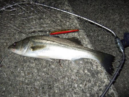 面目保てました!!