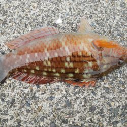 チヌをもとめて