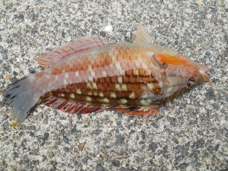 チヌをもとめて