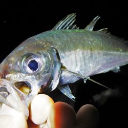 久々のアジング