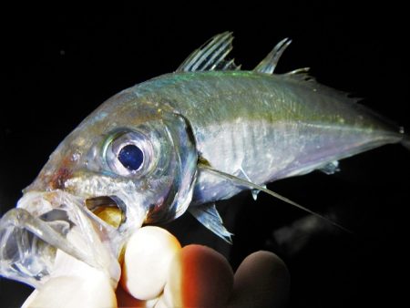 久々のアジング