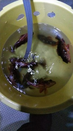 【釣人家】ロックフィッシュショート便