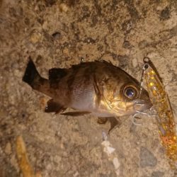 爆風メバルプラッキング