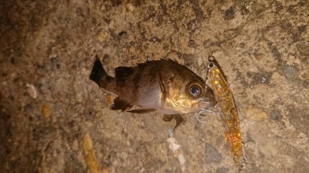 爆風メバルプラッキング