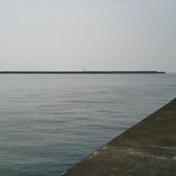 桜が散ってしまった。