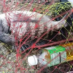 乗っ込みチヌつり