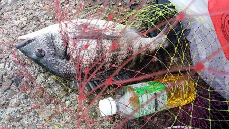 乗っ込みチヌつり