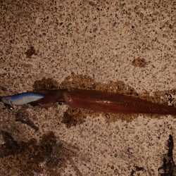 今期初の満足できた釣り