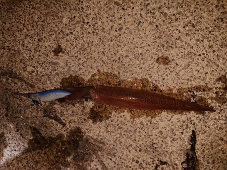 今期初の満足できた釣り