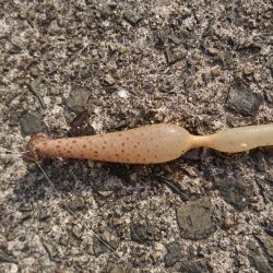 ちょい投げキス釣り