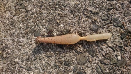 ちょい投げキス釣り