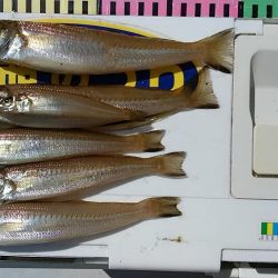 GW初釣行は志筑川護岸へ