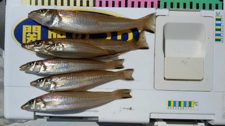 ＧＷ初釣行は志筑川護岸へ