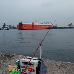 播磨新島へキス調査