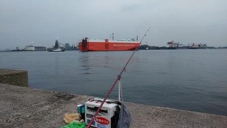 播磨新島へキス調査