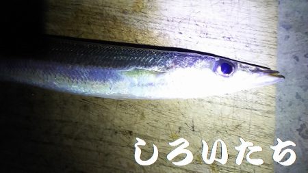 和歌山に行きました！