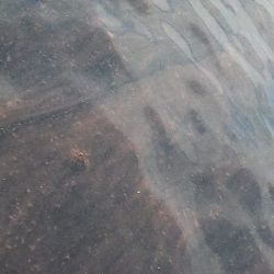 ホウボウが釣れ始めたよー