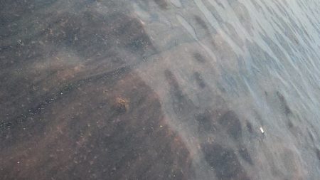 ホウボウが釣れ始めたよー