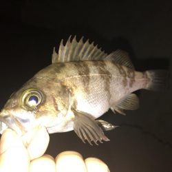 メバリング！！