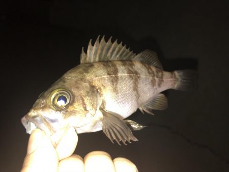 メバリング！！