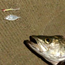 シーバス✧ ランカーサイズ手前 !!!