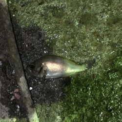 今日もメバリング