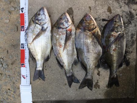 の〜んびりチヌ釣り