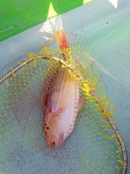 徳島県南タイラバ